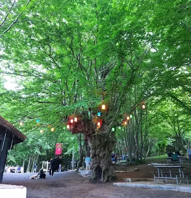 Ayvaz Camping